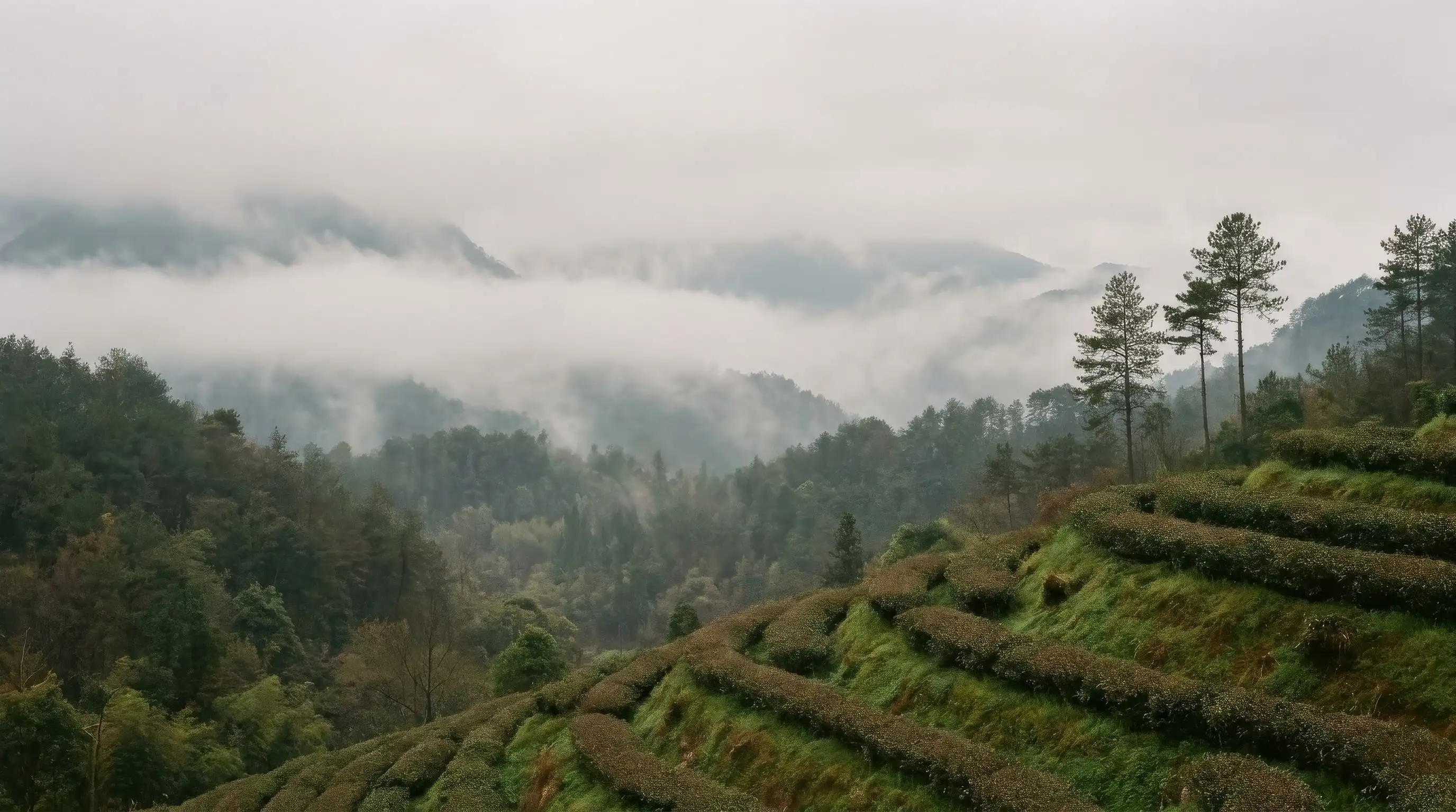 低云穿过山谷，前景的山坡上是一行行茶树
